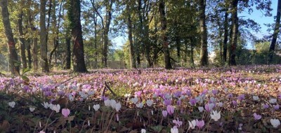 Terrain seul à Saint-Savin en Gironde (33) de 685 m² à vendre au prix de 27400€