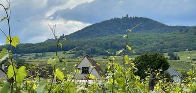 Terrain seul à Bergheim en Haut-Rhin (68) de 1100 m² à vendre au prix de 293000€ - 1