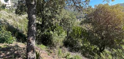 Terrain seul à Ocana en Corse-du-Sud (2A) de 3842 m² à vendre au prix de 135000€ - 1