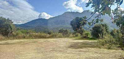 Terrain seul à Tavaco en Corse-du-Sud (2A) de 1751 m² à vendre au prix de 209000€ - 1