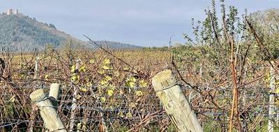 Terrain seul à Obermorschwihr en Haut-Rhin (68) de 2112 m² à vendre au prix de 219000€ - 2