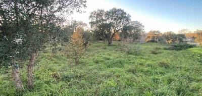 Terrain seul à Aléria en Haute-Corse (2B) de 1000 m² à vendre au prix de 80000€ - 2