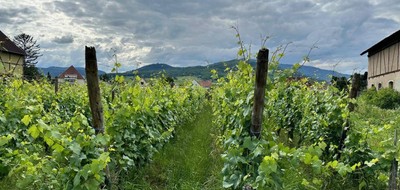 Terrain seul à Bergheim en Haut-Rhin (68) de 550 m² à vendre au prix de 147400€